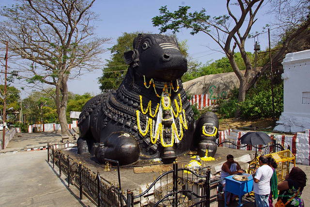 2014.01.18 Mysore - Chamundi Hills - Nandi (Bull) 06314